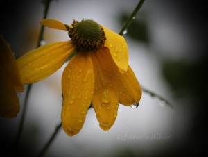 img_0066-false-sunflower-after-rain-signed-1024