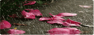Raining-flowers-Rose-petals-animation